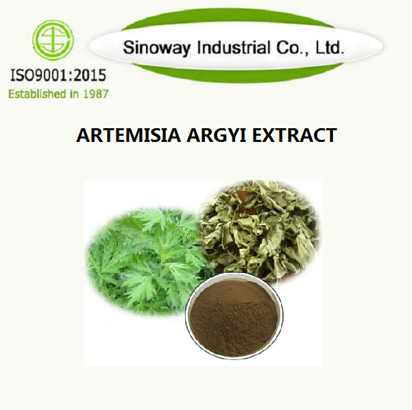 Artemisia argyi chiết xuất.